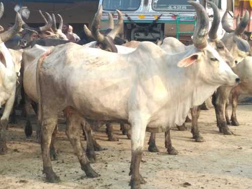 White Kankrej Cow Supplier In India