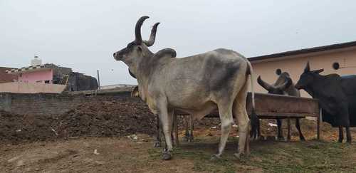  महाराष्ट्र में कंकरेज गाय सप्लायर