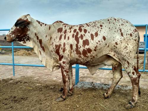 White And Brown Rathi Cow