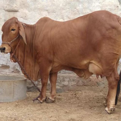 Sahiwal Cow Trader in Maharashtra