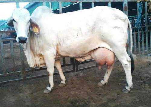 Tharparkar Cow Supplier in Haryana