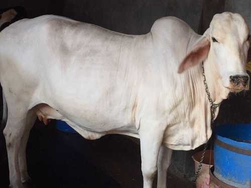 Tharparkar Cow Trader