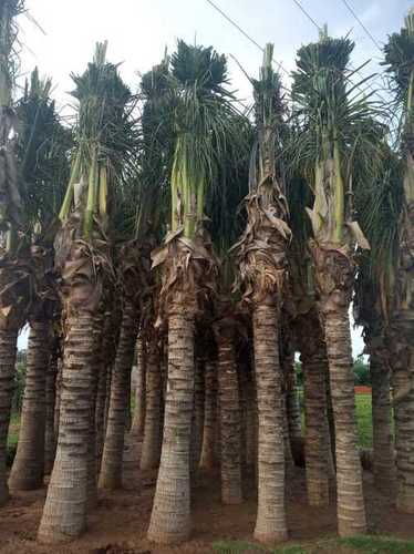 Well Watered Green Palm Tree