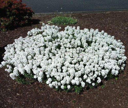 Candytuft