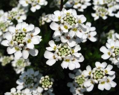 Candytuft