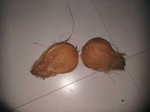  ताज़ा प्राकृतिक नारियल 