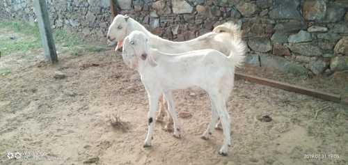 Low Prices Sojat Goat