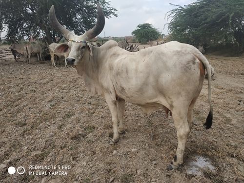 White Kankrej Cows Having 7 Months Pregnancy Gender: Female