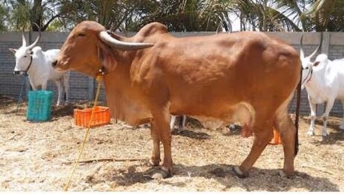 Brown Gir Cow For Dairy Farming