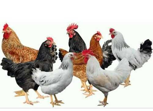 Assorted Kuroiler Chicken For Poultry