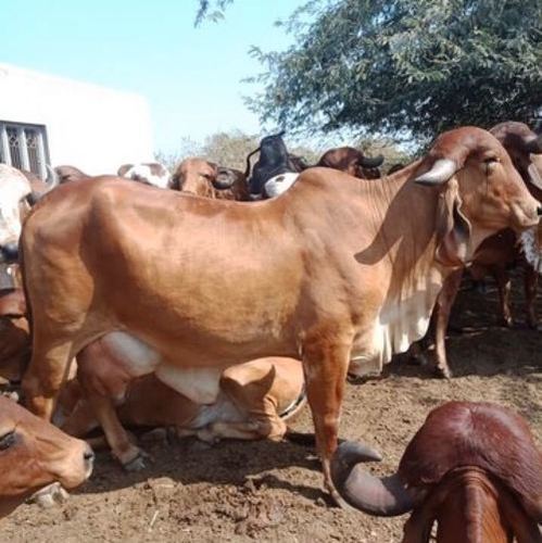 Brown Disease Free Gir Cow