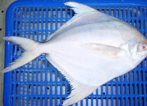 Seafood Fresh Big Silver Pomfret