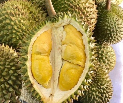 Fresh Durian From Viet Nam