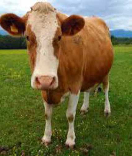 Brown High Feed Cow 