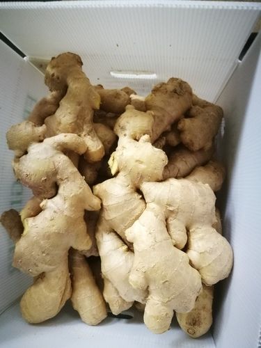 Organic Farm Fresh Ginger