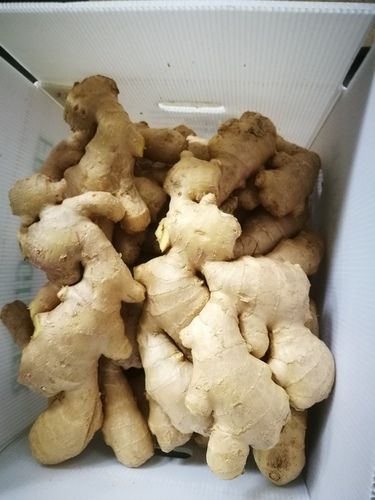 Organic Farm Fresh Ginger Shelf Life: 2 Years