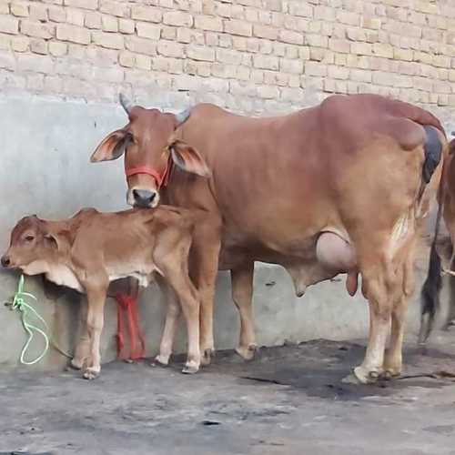 Pure Breed Sahiwal Cow for Dairy