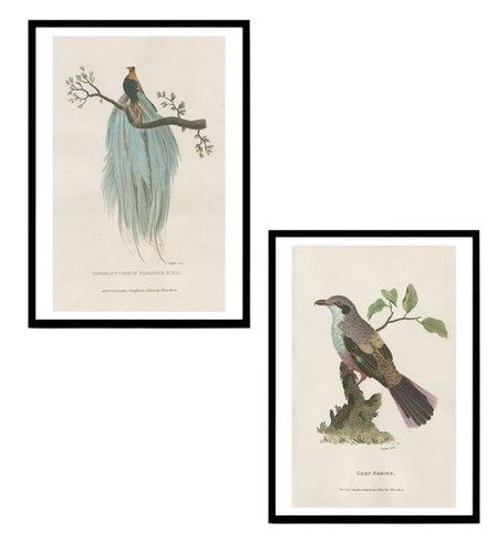 Printed Vintage Bird Engraving Painting With Frames