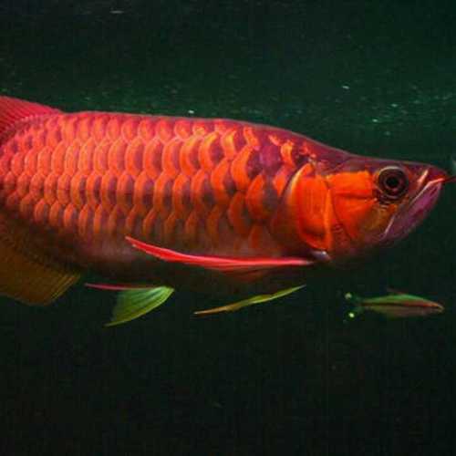 Chill Red Arowana Fish at Best Price in Pathanamthitta 