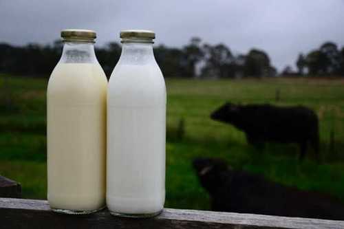 Impurities Free Buffalo Milk