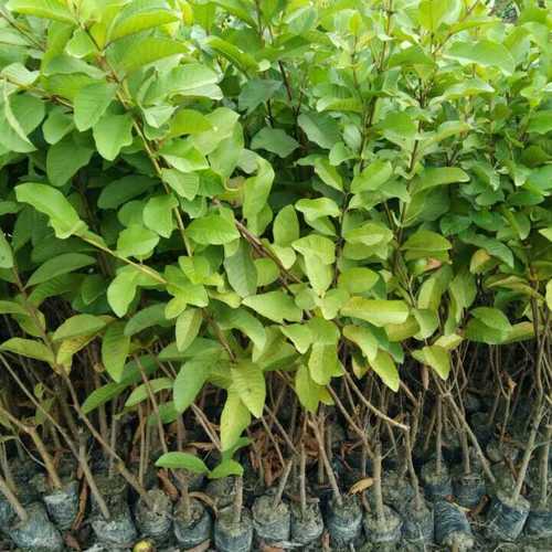 Green Fresh Vnr Guava Plant