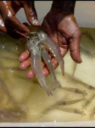 Alive Vennami Fresh Shrimps For Export