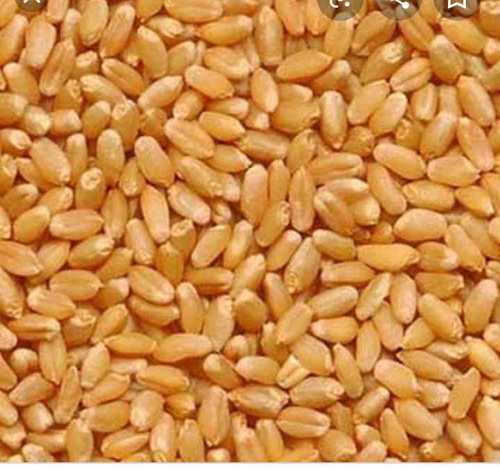 Lokwan Gehu (Wheat)