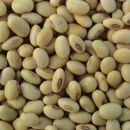 Soya Bean For Oil Extract Grade: Top