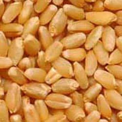 Organically Cultivated Wheat Seed