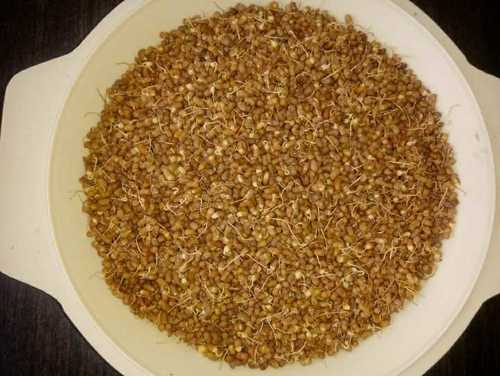 Dried Sprouted Moth Beans Matki