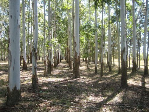 Organic Eucalyptus Plant