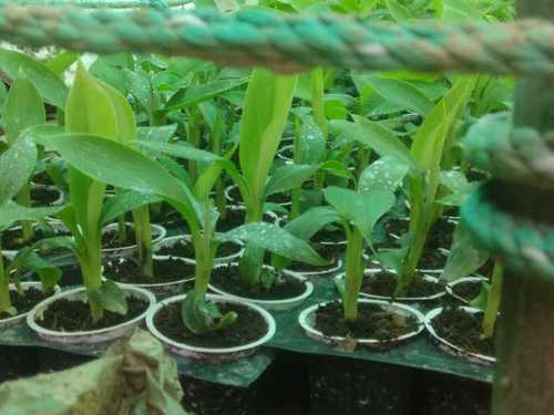 Fully Hardened Tissue Culture Banana Plant