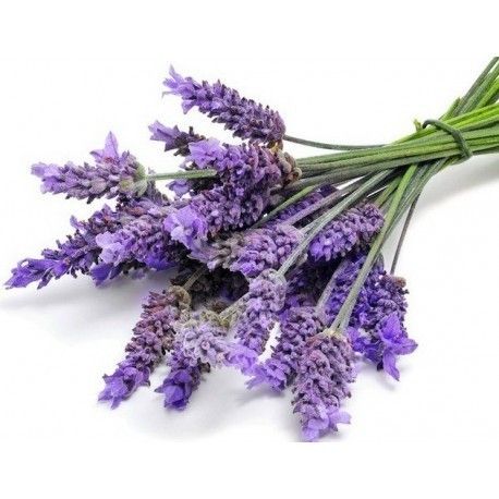 Tasmanian Lavender Oil