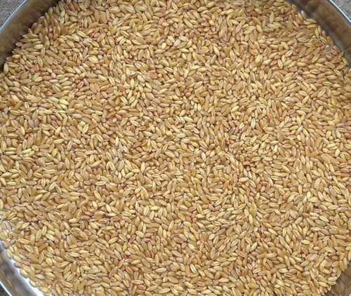 Pure Natural Organic Wheat