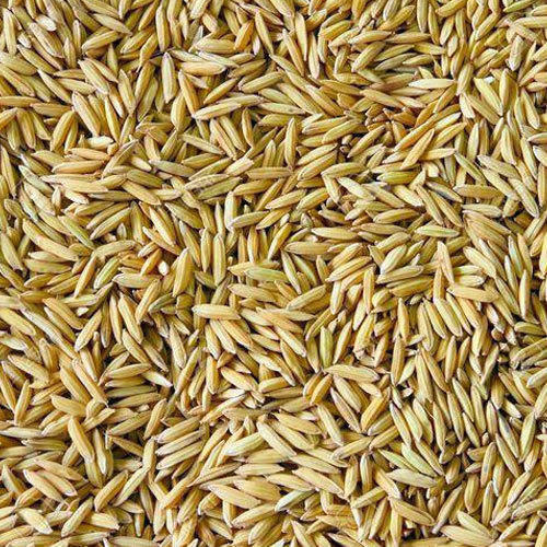 Brown Pure Natural Paddy Rice