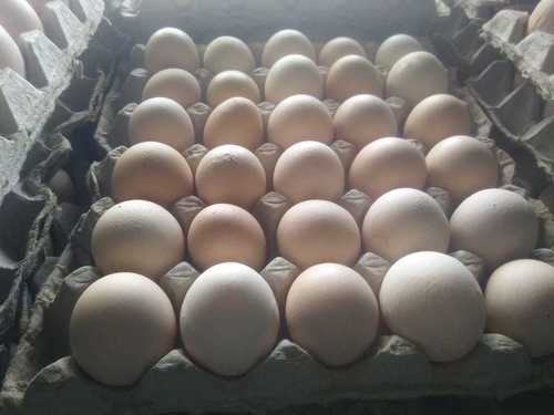 Kadaknath Fresh White Egg Egg Origin: Chicken