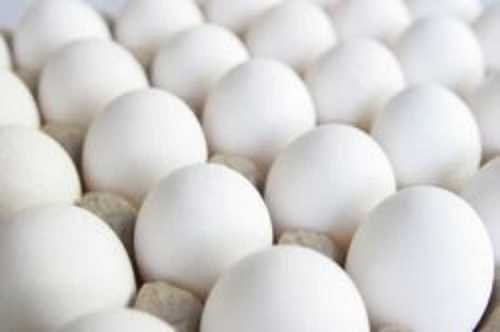 High Protein Poultry Eggs