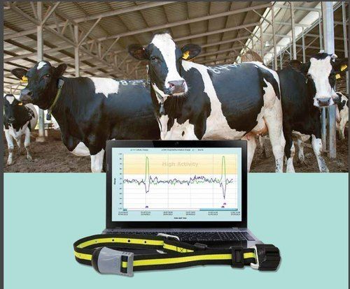 Dairy Cow Health And Heat Monitoring Software