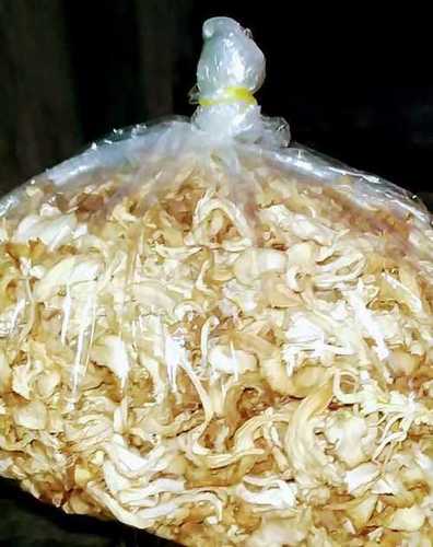 Economical Dried Oyster Mushroom Size: Vary