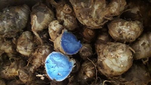 Black Turmeric Grade: Food