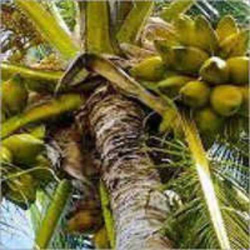  नारियल के ताड़ के पौधे 