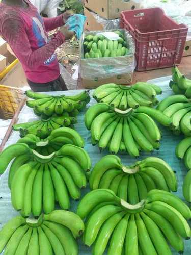 Common High Calories Fresh Green Banana