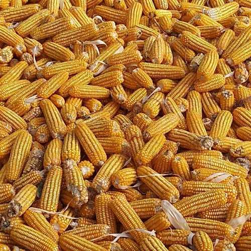 High Nutritional Yellow Maize