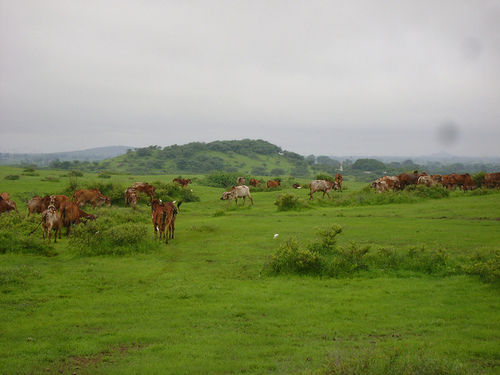  जिंदा गिर गाय