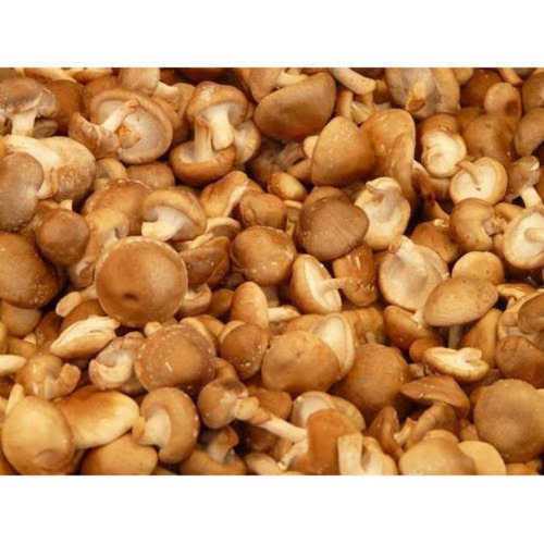 Fresh Natural Button Mushroom