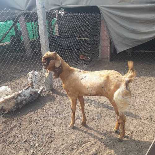 Live Totapari Female Goat