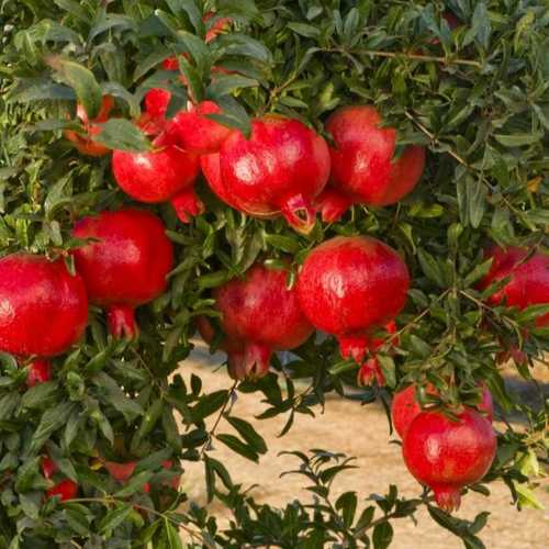 Fresh And Delicious Red Pomegranates Fruits