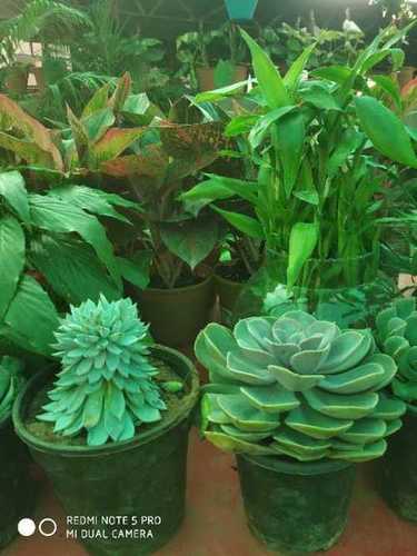 Laxmi Kamal And Vishanu Kamal Plant  Size: Various Sizes Are Available