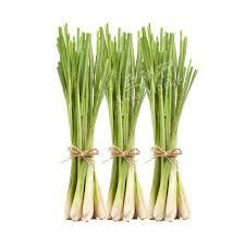 Lemon Grass (Green Color)