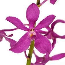Mokara Orchid